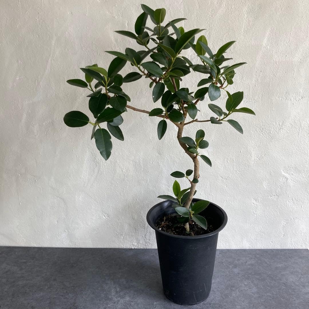 フィカス エルメス 3 ゴムノキ Amazon.co.jp: フィカス フランスゴム ゴムノキ ゴムの木観葉植物